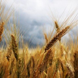 TÜRKİYE TARIM KREDİ KOOPERATİFLERİ